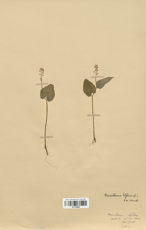Maianthemum bifolium (Liliaceae)