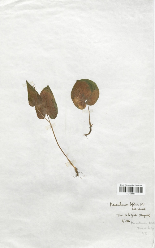 Maianthemum bifolium (Liliaceae)