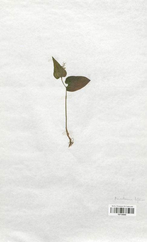 Maianthemum bifolium (Liliaceae)