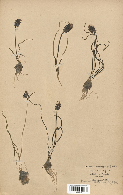 Muscari comosum (Liliaceae)
