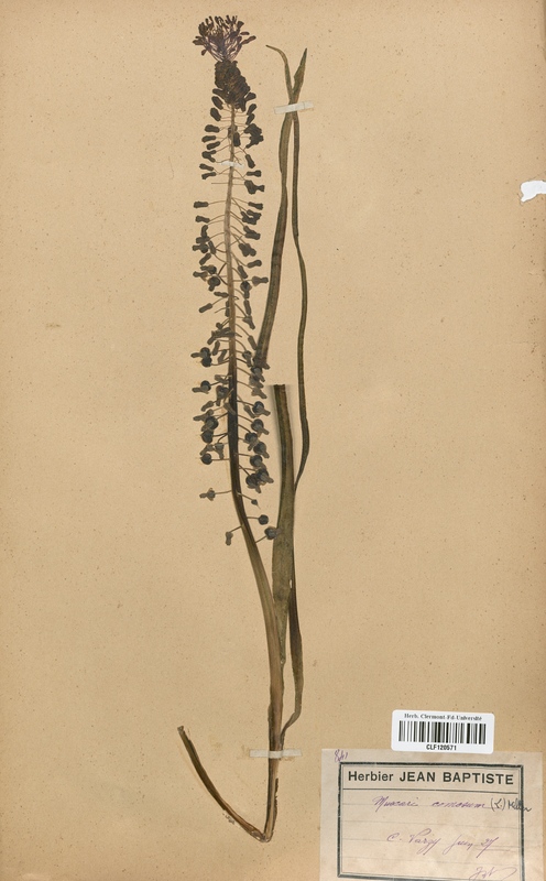 Muscari ramosum (Liliaceae)