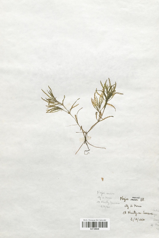 Najas marina (Najadaceae)