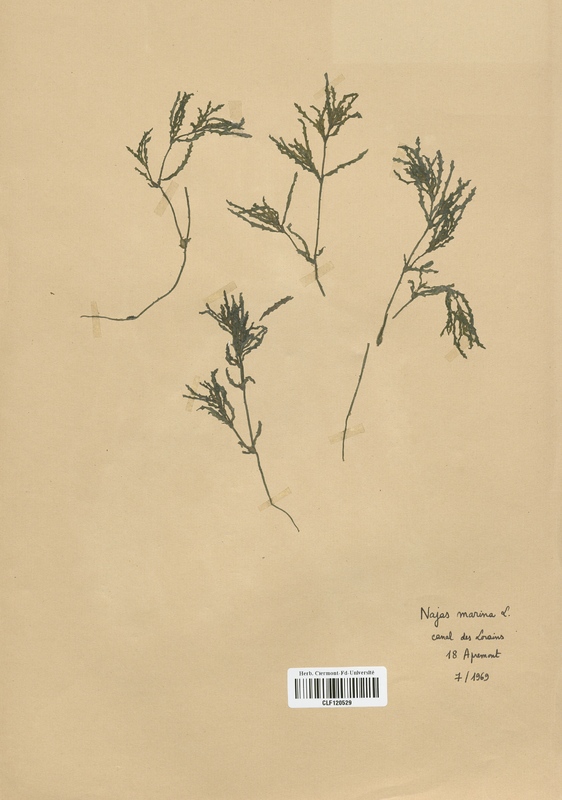 Najas marina (Najadaceae)