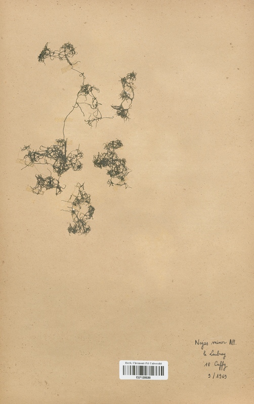 Najas minor (Najadaceae)
