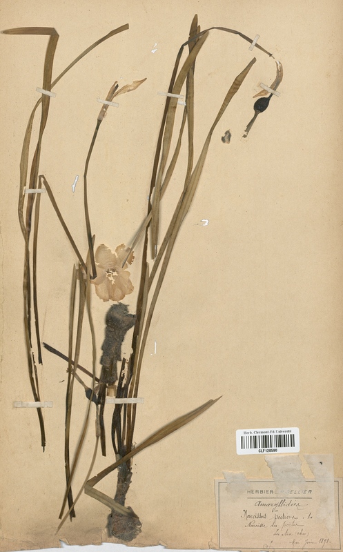 Narcissus poeticus (Amaryllidaceae)