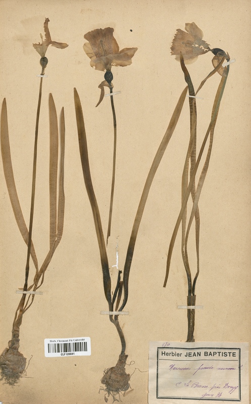 Narcissus pseudonarcissus (Amaryllidaceae)