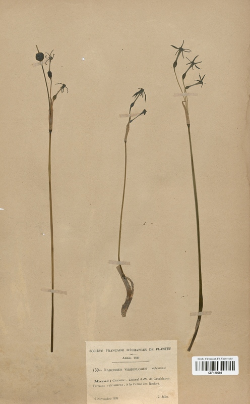 Narcissus viridiflorus (Amaryllidaceae)