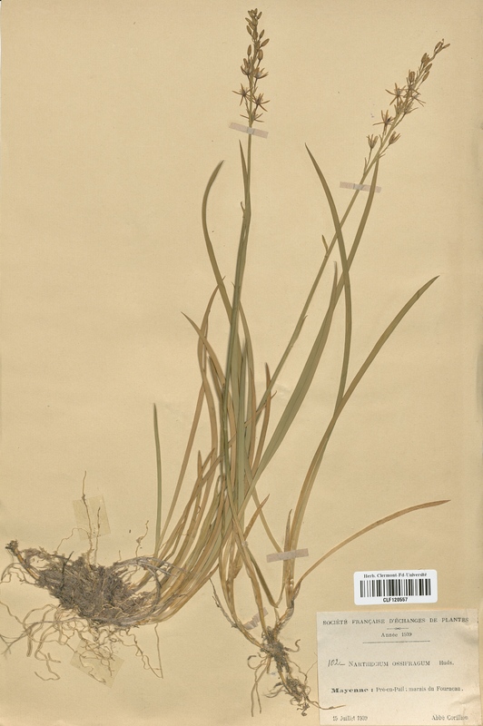 Narthecium ossifragum (Liliaceae)