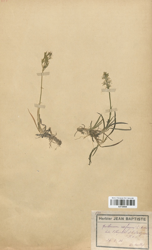 Narthecium ossifragum (Liliaceae)
