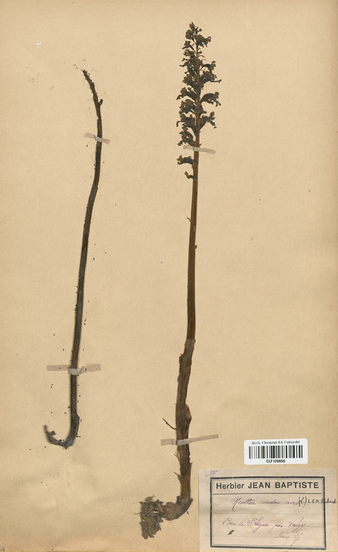 Neottia nidus-avis (Orchidaceae)