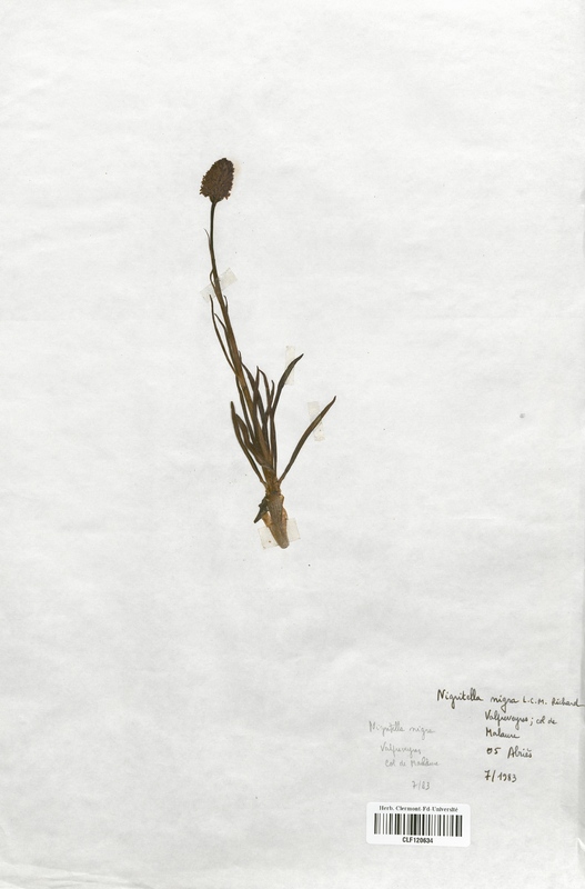 Nigritella nigra (Orchidaceae)