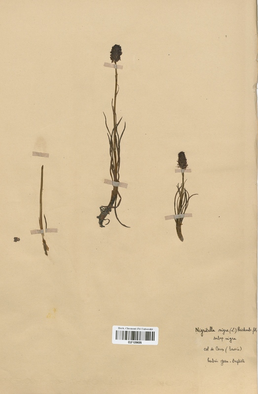 Nigritella nigra (Orchidaceae)