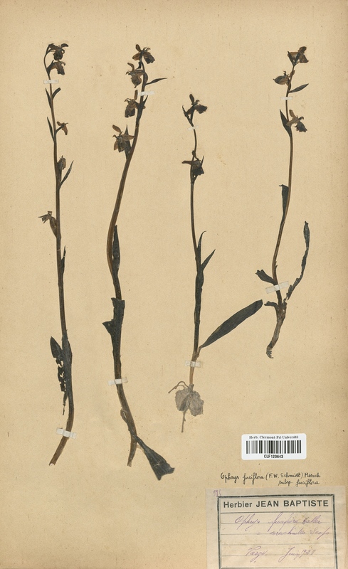 Ophrys fuciflora (Orchidaceae)