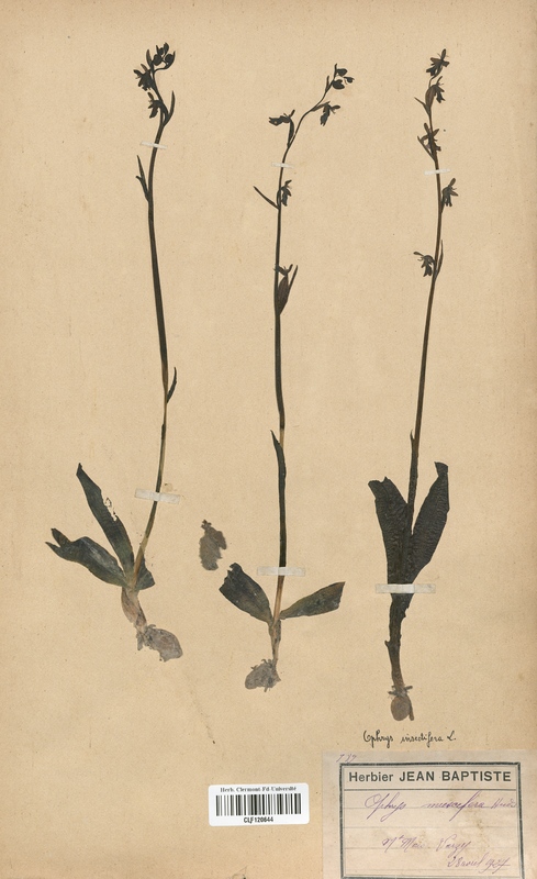 Ophrys muscifera (Orchidaceae)