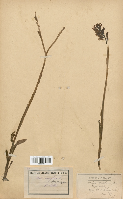 Orchis coriophora (Orchidaceae)