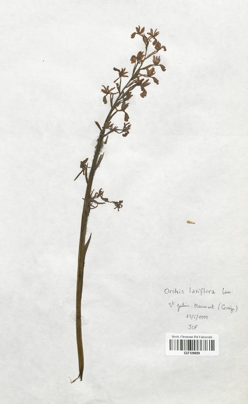 Orchis laxiflora (Orchidaceae)
