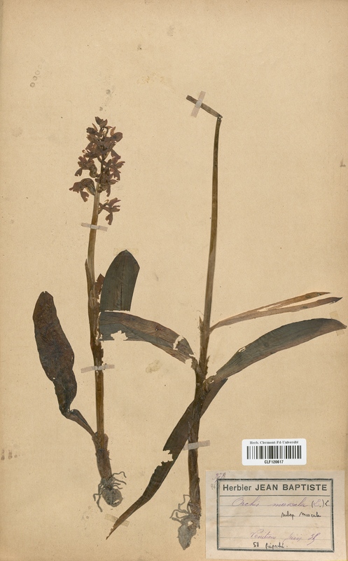 Orchis mascula (Orchidaceae)