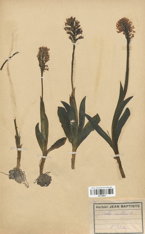 Orchis militaris (Orchidaceae)