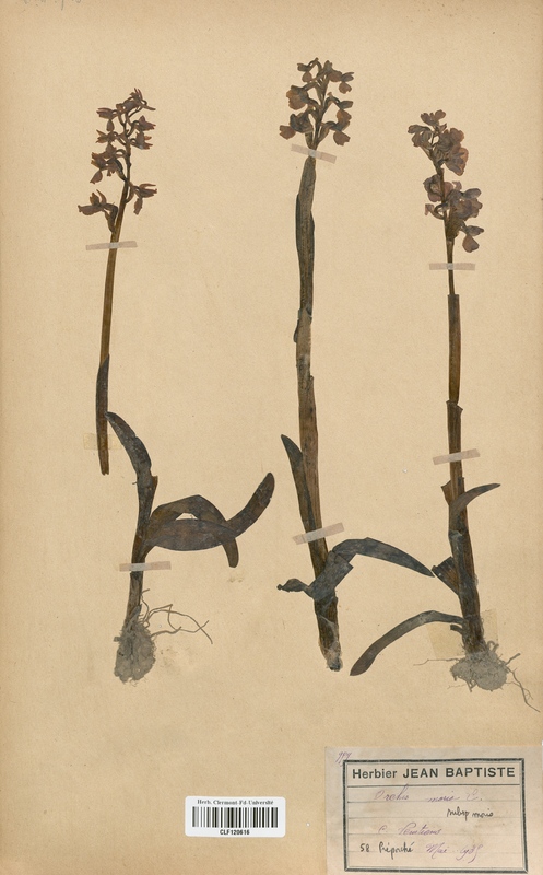 Orchis morio (Orchidaceae)