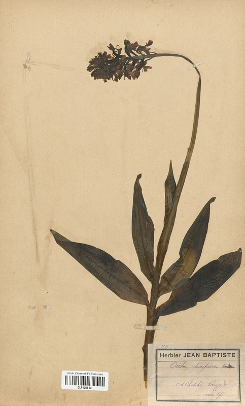Orchis purpurea (Orchidaceae)