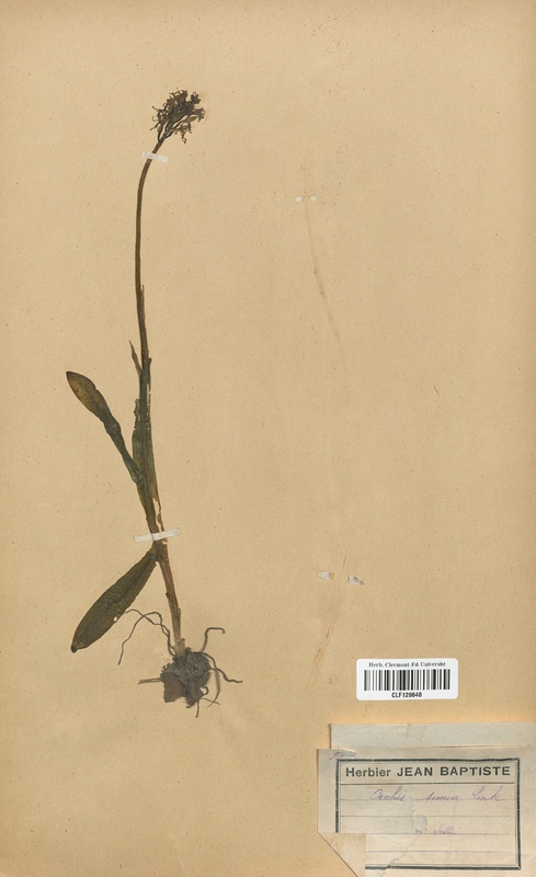 Orchis simia (Orchidaceae)