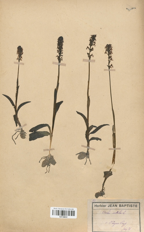 Orchis ustulata (Orchidaceae)