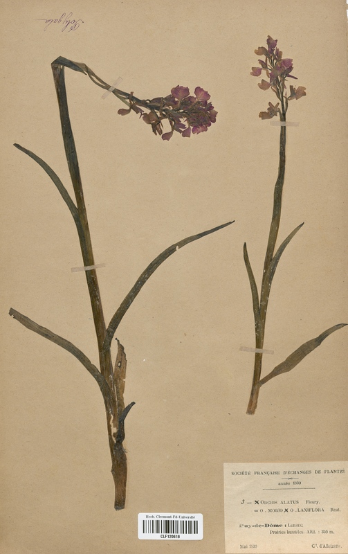 Orchis x-alata (Orchidaceae)