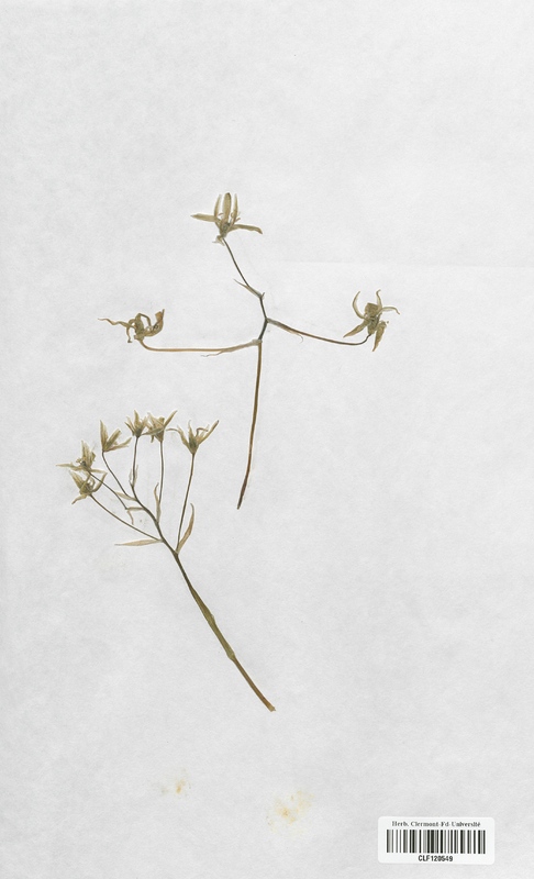 Ornithogalum angustifolium (Liliaceae)