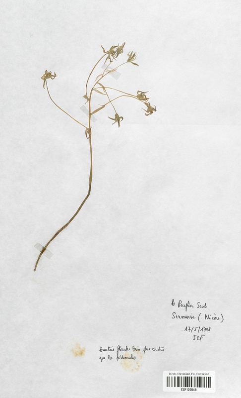 Ornithogalum divergens (Liliaceae)