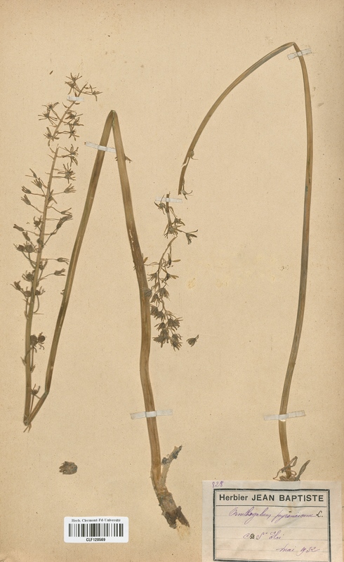Ornithogalum pyrenaicum (Liliaceae)