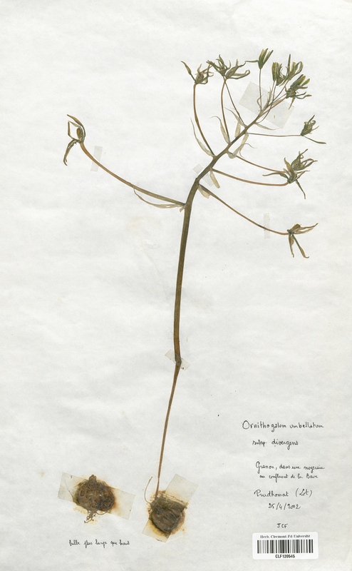 Ornithogalum umbellatum (Liliaceae)