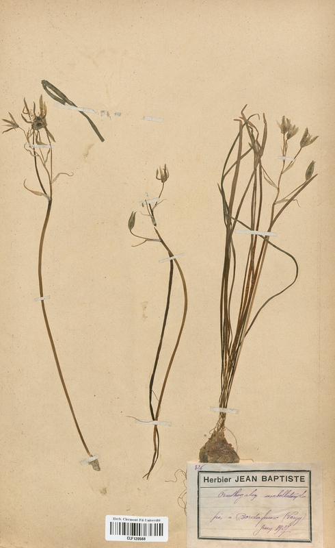 Ornithogalum umbellatum (Liliaceae)