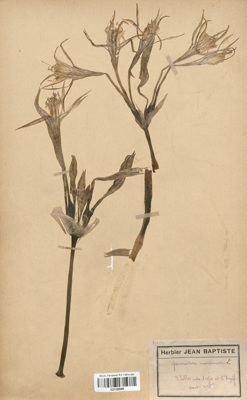 Pancratium maritimum (Amaryllidaceae)