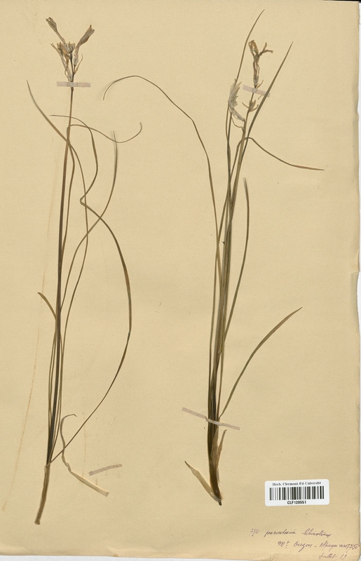 Paradisia liliastrum (Liliaceae)