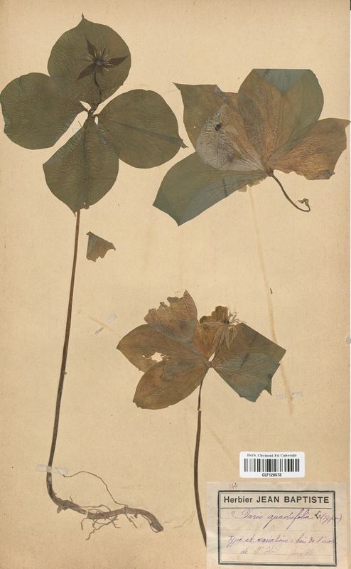 Paris quadrifolia (Liliaceae)