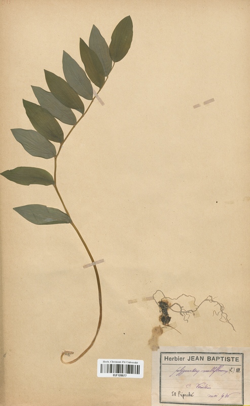 Polygonatum multiflorum (Liliaceae)