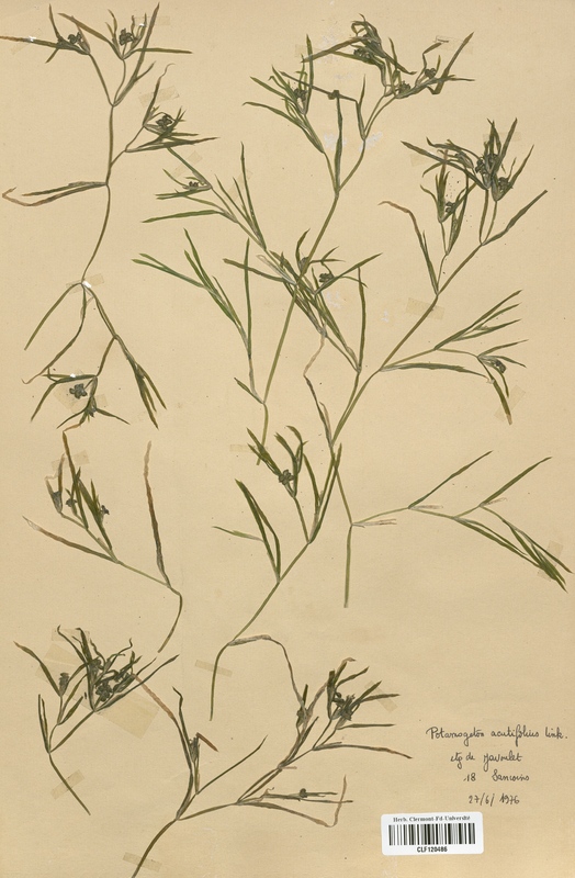 Potamogeton acutifolius (Potamogetonaceae)