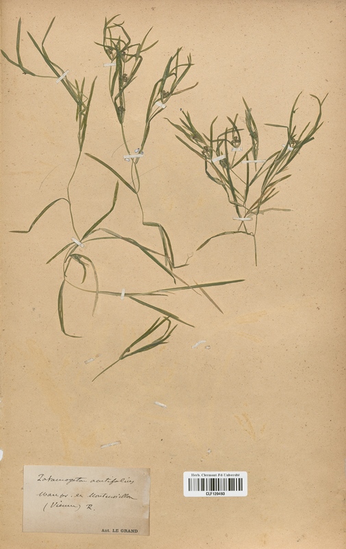 Potamogeton acutifolius (Potamogetonaceae)