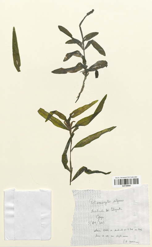Potamogeton alpinus (Potamogetonaceae)