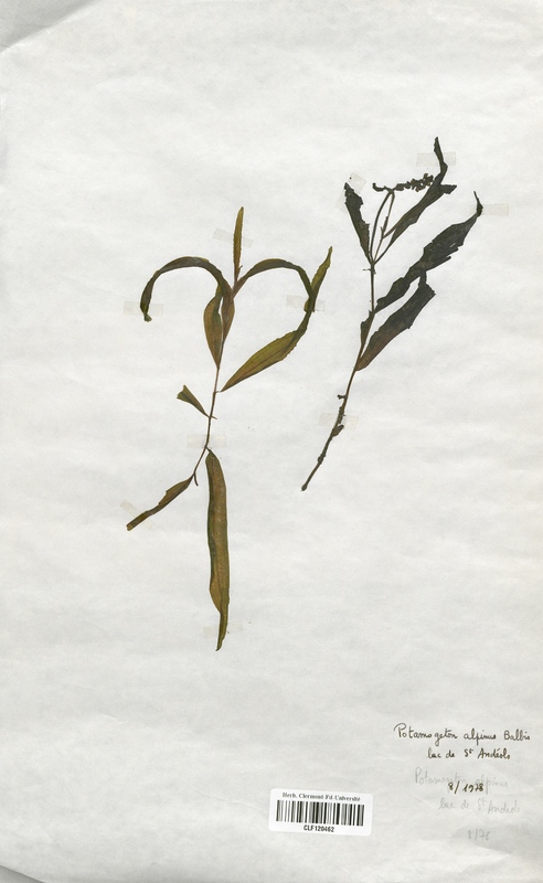 Potamogeton alpinus (Potamogetonaceae)