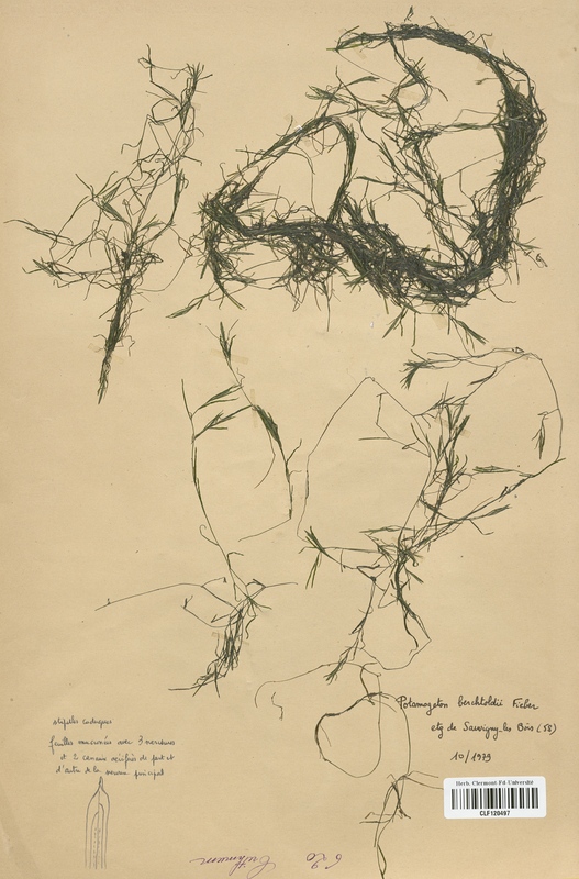 Potamogeton berchtoldii (Potamogetonaceae)