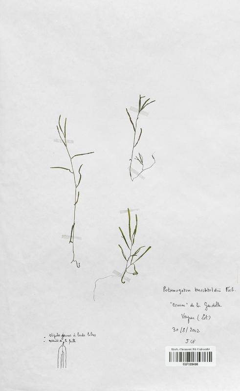 Potamogeton berchtoldii (Potamogetonaceae)