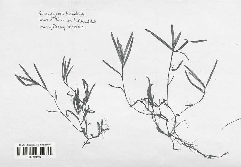 Potamogeton berchtoldii (Potamogetonaceae)
