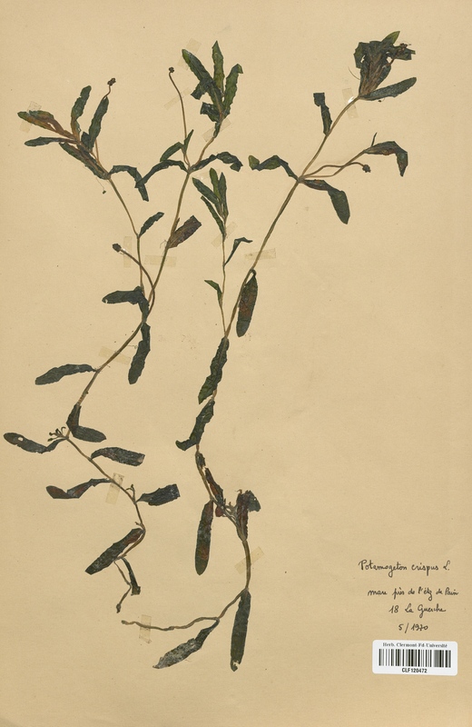 Potamogeton crispus (Potamogetonaceae)