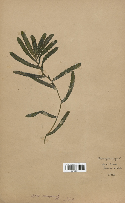 Potamogeton crispus (Potamogetonaceae)