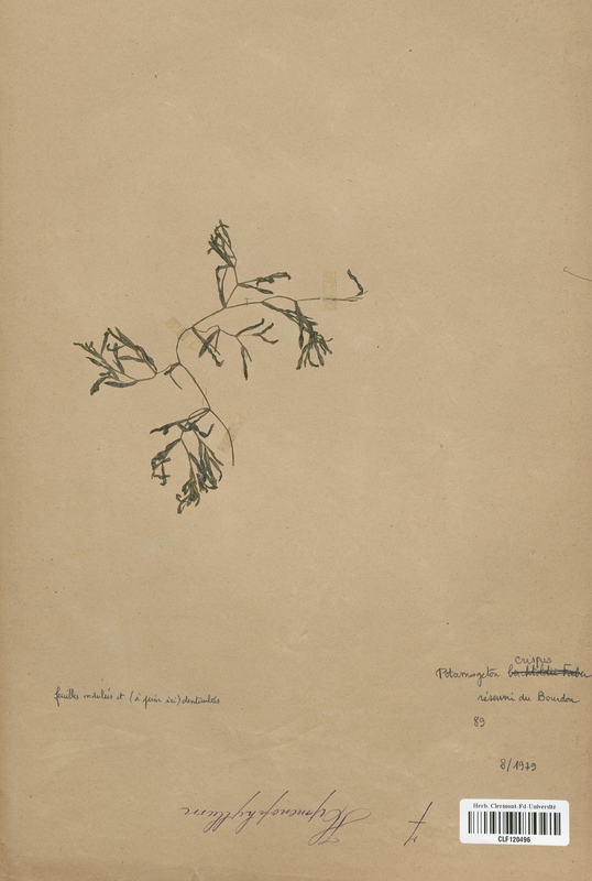 Potamogeton crispus (Potamogetonaceae)