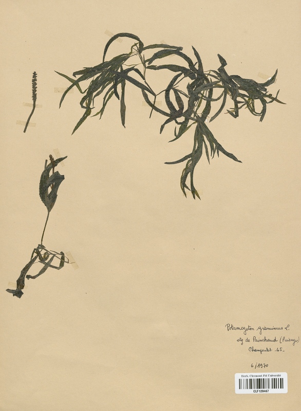 Potamogeton gramineus (Potamogetonaceae)