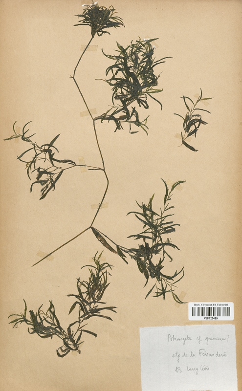 Potamogeton gramineus (Potamogetonaceae)