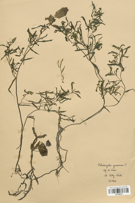 Potamogeton gramineus (Potamogetonaceae)