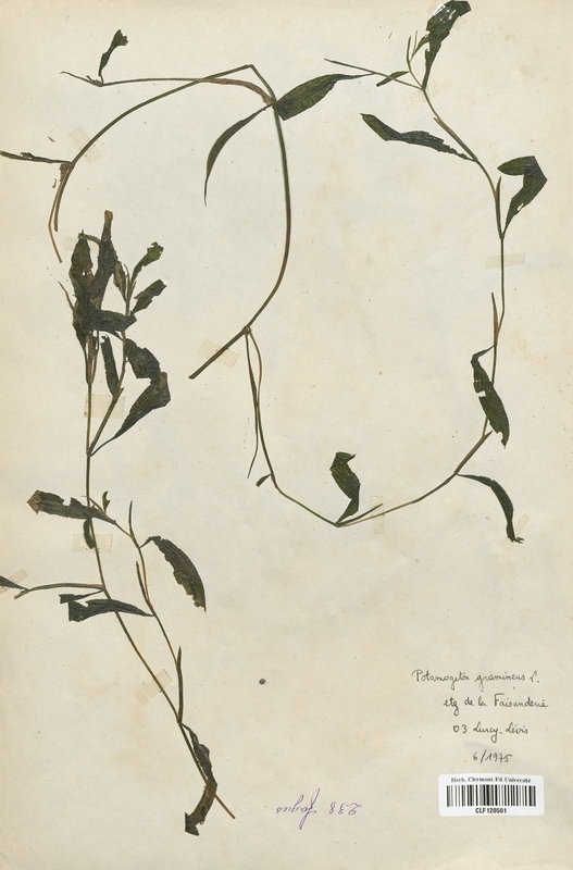 Potamogeton gramineus (Potamogetonaceae)
